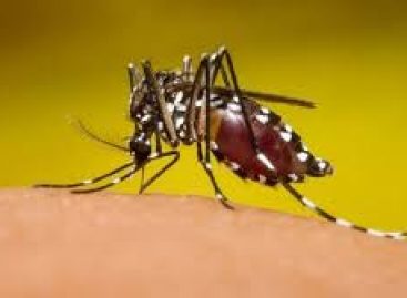 Con la temporada de lluvia aumentan los reportes de casos de dengue