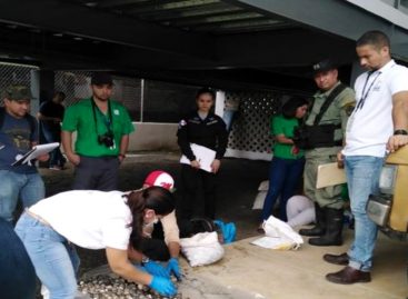 Detenidas dos personas que extrajeron más de 1.000 huevos de tortugas marinas en Tonosí