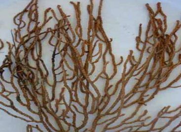 El nuevo coral que fue descubierto en las inmediaciones de isla Coiba
