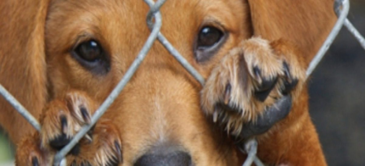 Horror: Encontraron a un perro ahorcado en una residencia en Panamá Oeste (+Video)