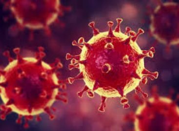 Científicos australianos descubren cómo reacciona el sistema inmune contra el coronavirus