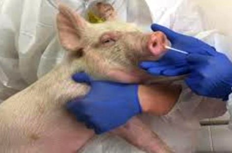 Hallaron en China un nuevo virus en cerdos con potencial de generar una pandemia