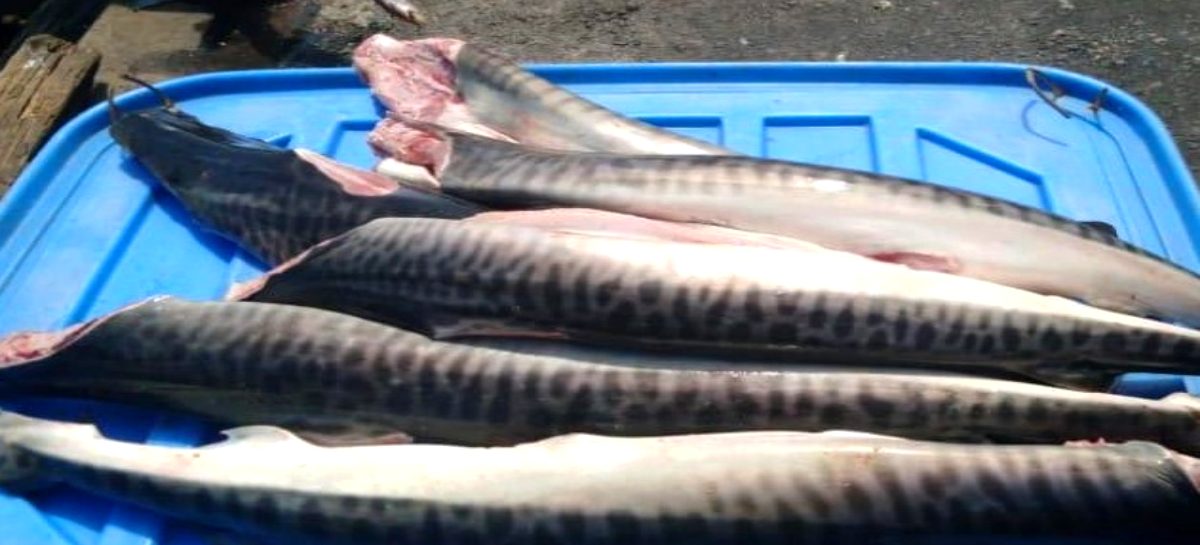 Panamá decomisa más de 26,000 libras de tiburón y camarones