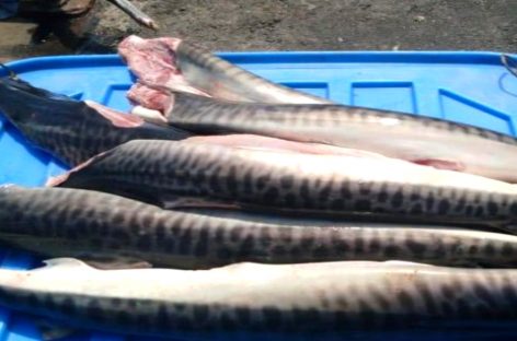 Panamá decomisa más de 26,000 libras de tiburón y camarones