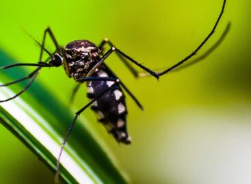 El dengue sigue en aumento en Panamá