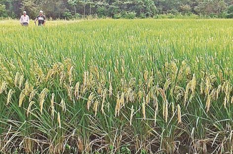 Uncurepa demanda por $500 mil a molineros por calidad del arroz