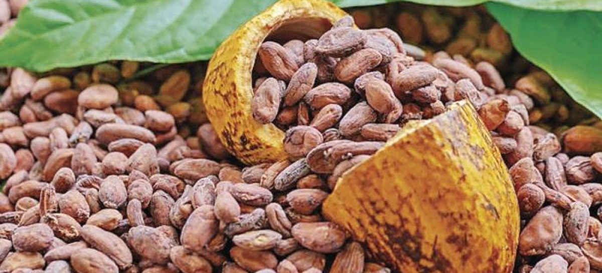 Cacao panameño, un grano clave para el país