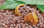 Cacao panameño, un grano clave para el país