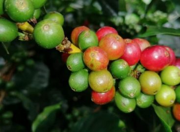 Panamá espera un incremento en la producción de café